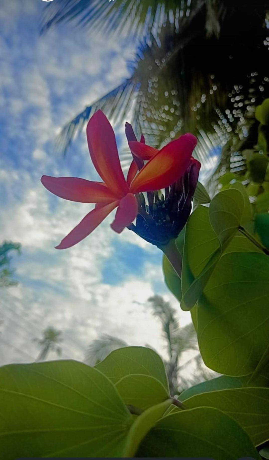 Marari Beach Bungalow Resort Alleppey Mararikulam Eksteriør billede